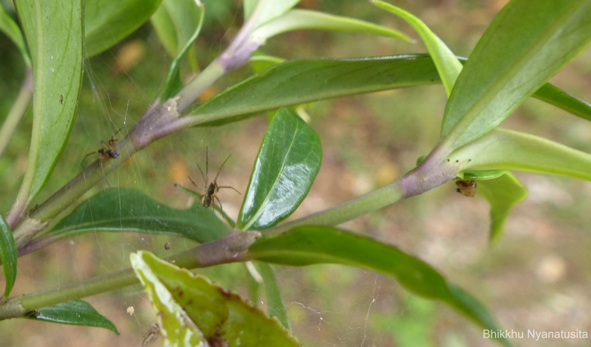 Hedyotis rhinophylla Thwaites ex Trimen